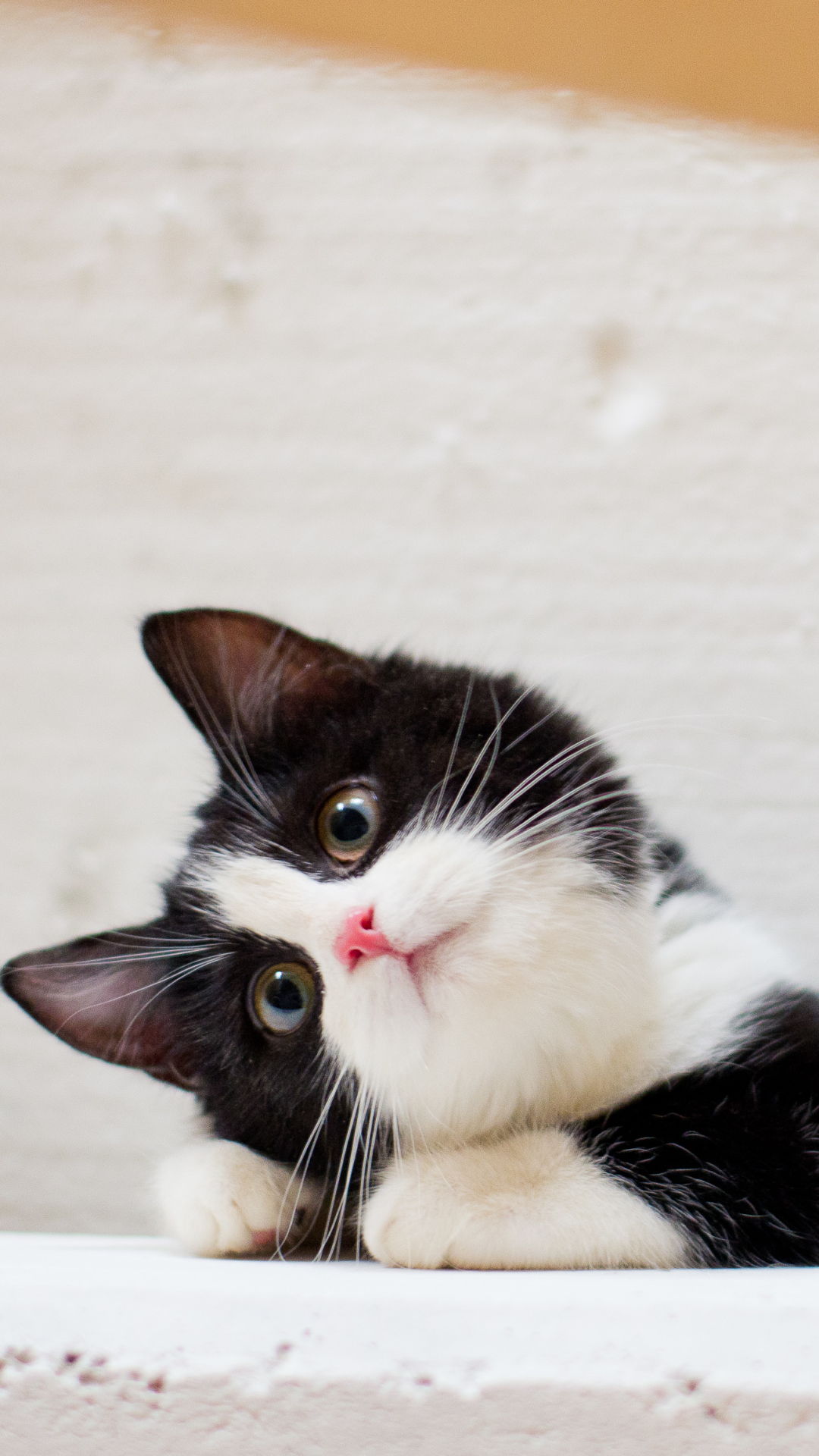 猫咪 喵星人 萌宠 可爱 动物 壁纸 - 堆糖，美图壁纸兴趣社区