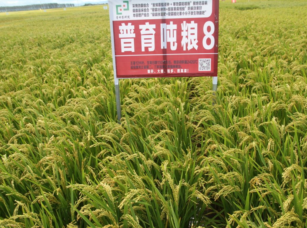什么时候才有的水稻 9a928e231f7b4a4cb9bb4b7dda59dd58.jpeg