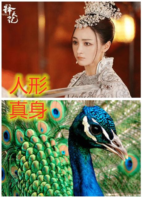 同样是现出原形,徐有容珍贵,白落衡霸气,看到陈长生笑出猪叫