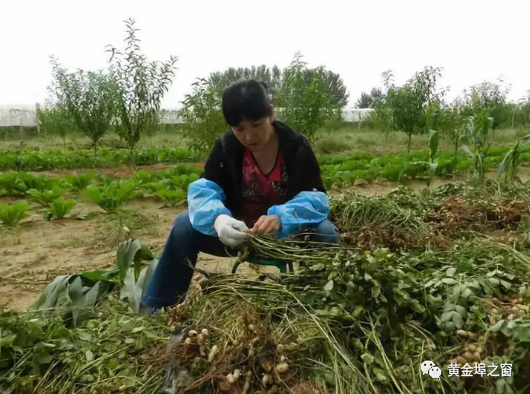 黄金埠地里的花生熟了,你还记得拔花生的那些事吗?