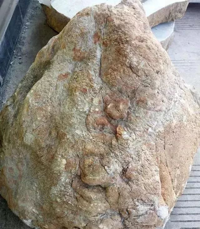 1�������ԭʯ��Ȼ���ͳ�600ֻ����������,��ʮ��Ų��䡱����ô׼��?