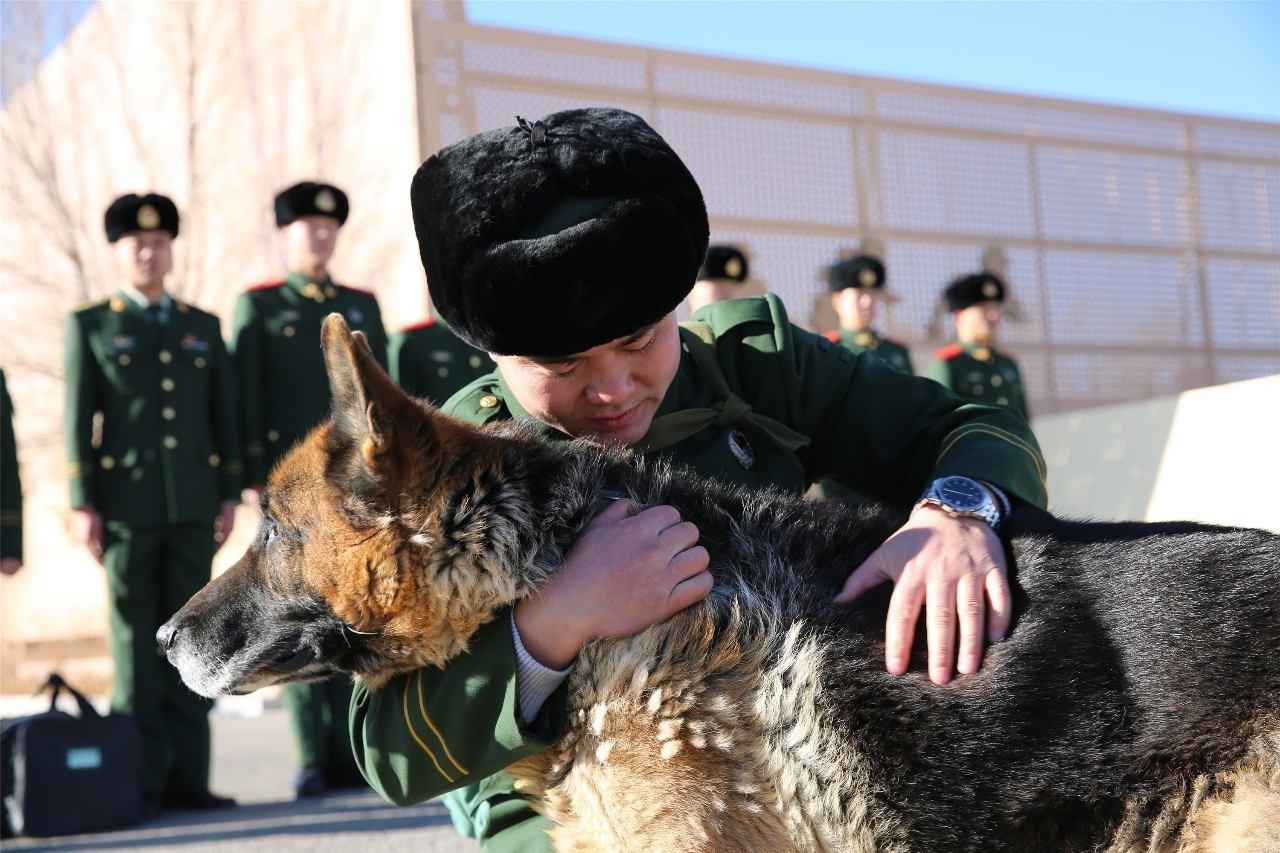 以色列军犬首次参加“忠诚朋友”国际军犬大赛 - 2020年8月21日, 俄罗斯卫星通讯社