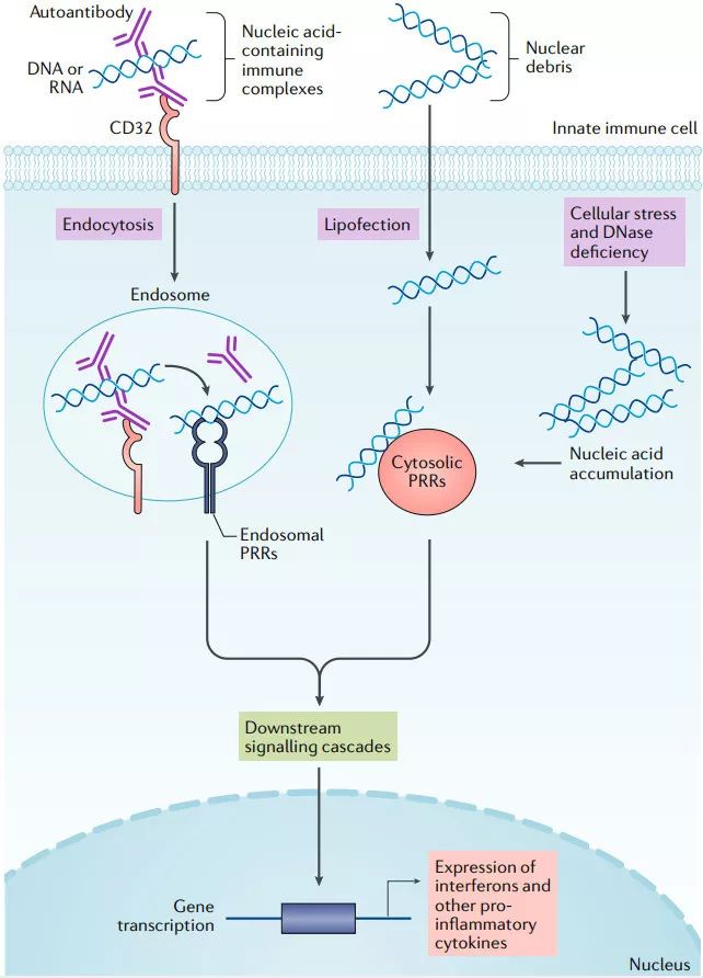 [4,这些免疫复合物的核酸成分通过与核内体中的tlr7或tlr9结合来激活