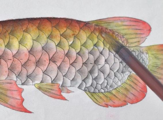 一步步学习工笔金龙鱼的画法及染色,简单易画