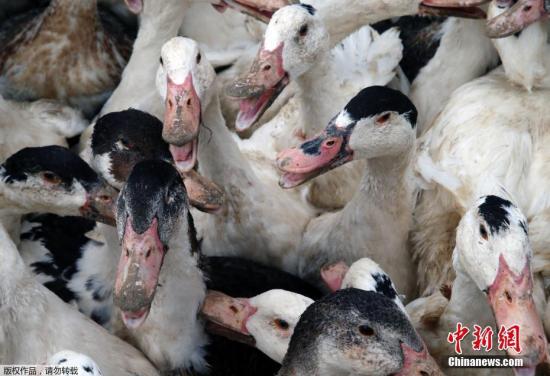 不满鸭鹅“噪音”大法国一养殖户被邻居告上法庭