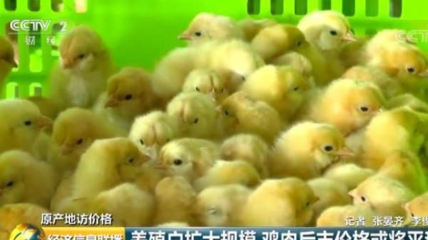 还能愉快“吃鸡”吗？央视记者调查：清远鸡零售价上涨3成