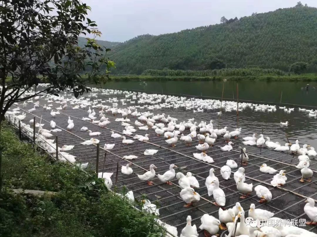 鸭价相对稳定,2019年农村养殖鸭子前景怎么样赚钱吗?