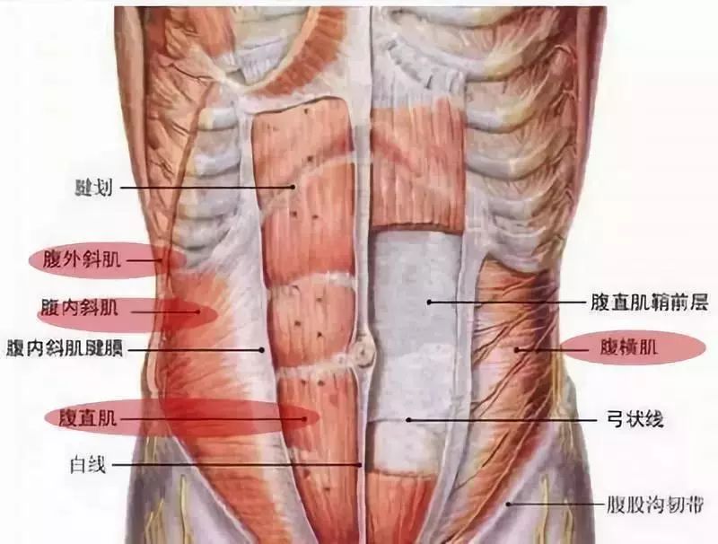 从下图我们可以看出来,腹直肌与腹横肌,腹斜肌相互连接,腹直肌分离的