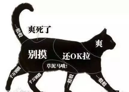 让流浪猫咬了怎么办