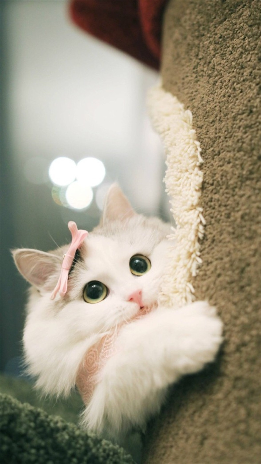 可爱萌宠猫咪图片手机壁纸