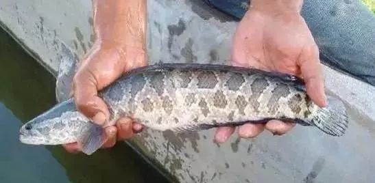 e7e081ab6b814ed8be8a3bf25574bcf0.jpeg