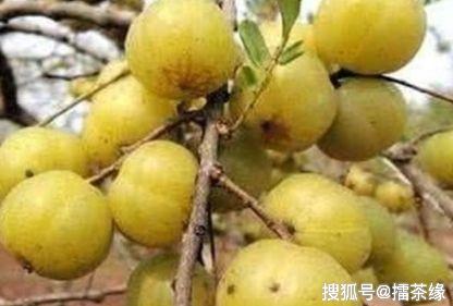 什么水果补维c维b f32c1eaa5304464ab44a717dab6f68ab.jpeg