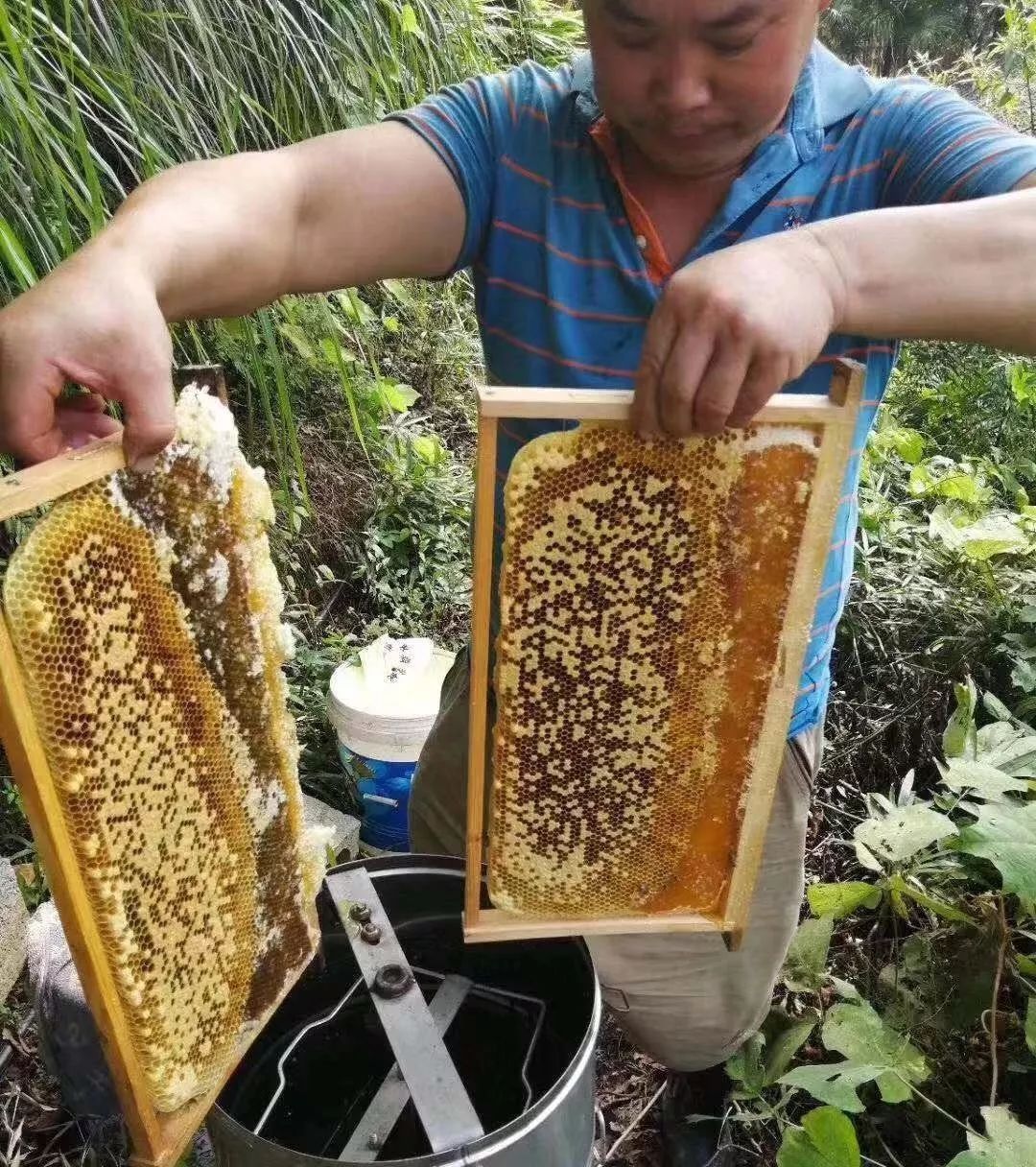 据了解,为让广大消费者购买到放心的,新鲜的土蜂蜜,川河盖土蜂养殖