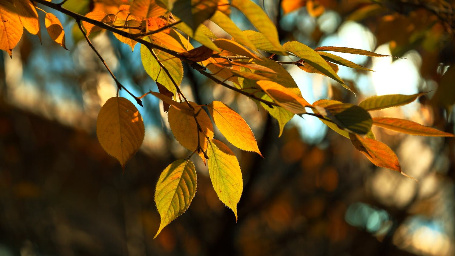 什么时候才算真正的秋天 fc2a5accbdaf428f956f7dabf2d91da3.jpeg