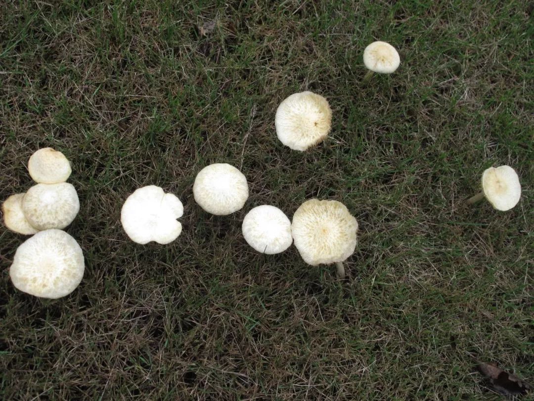 雨后,秀色可餐的小蘑菇粉墨登场了_菌丝体