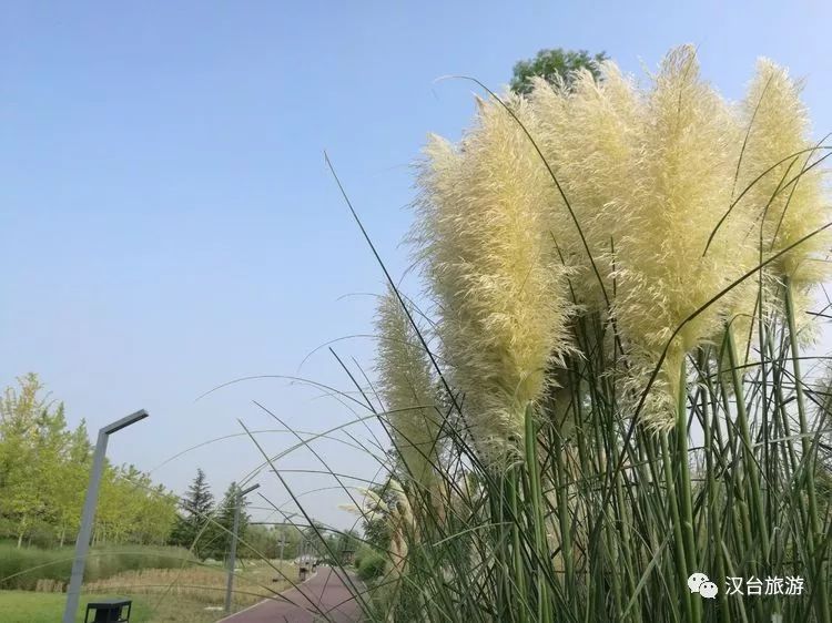 初秋,汉江湿地公园"网红"芦苇美如画!