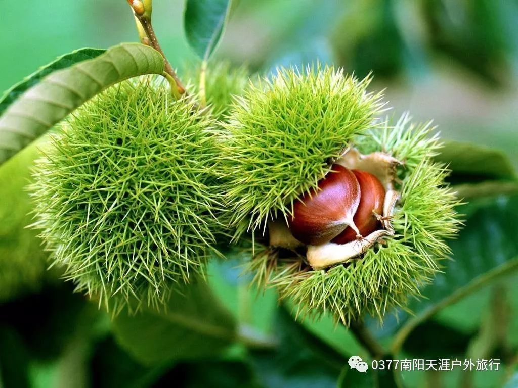 秋天来了,去登山,去摘野板栗如何?