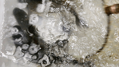 12f04b74b75b49c392a4546a056b99bf.gif