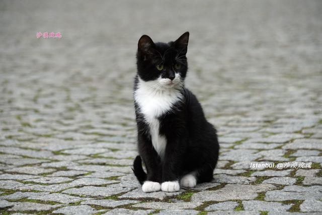 拥有最多流浪猫的考古博物馆，汇聚了欧亚大陆的历史