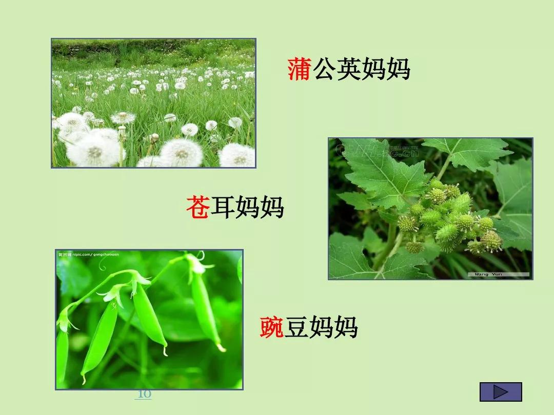 苍耳靠动物传播种子,豌豆靠太阳传播种子
