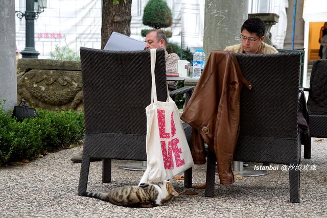 拥有最多流浪猫的考古博物馆，汇聚了欧亚大陆的历史