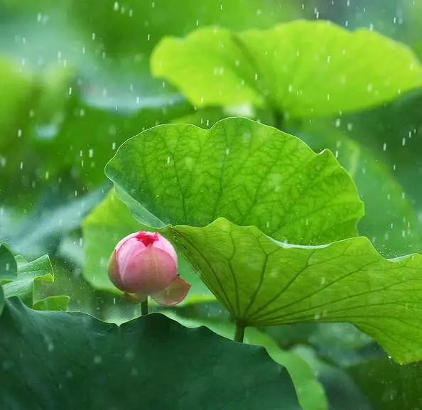 谁说雨季太down,崇明雨景美如画