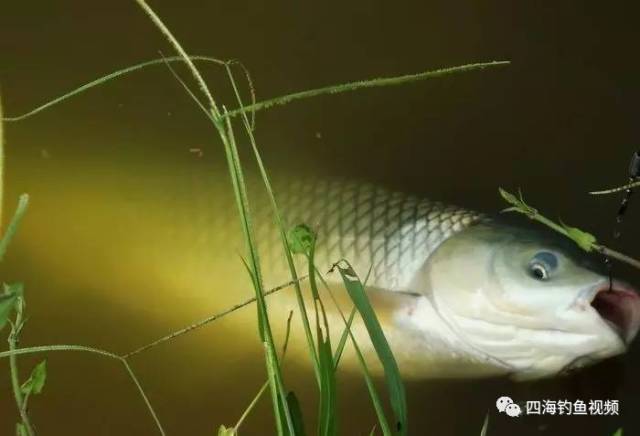 【钓鱼心得】根据草鱼的习性特点来确定钓法