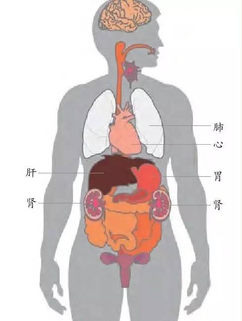 面部经络丰富气血充盛一眼能看穿内脏的毛病