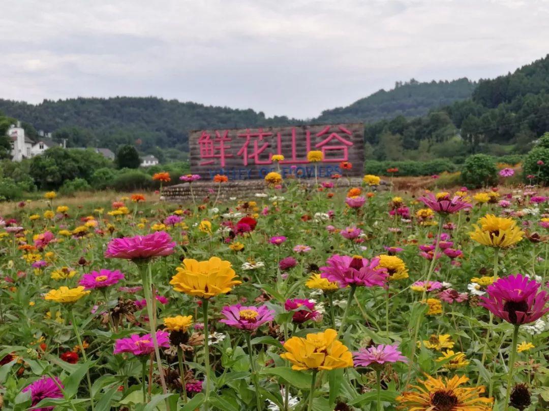 都江堰市天马镇玫瑰花溪谷景区的月季花,彭州市通济