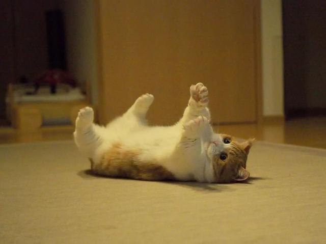 日本歪头猫 38344911b7f4470ebae6327b337c43ed.jpeg