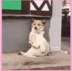 狗狗的生活实在是太惬意了,这不是我们所向往的生活吗