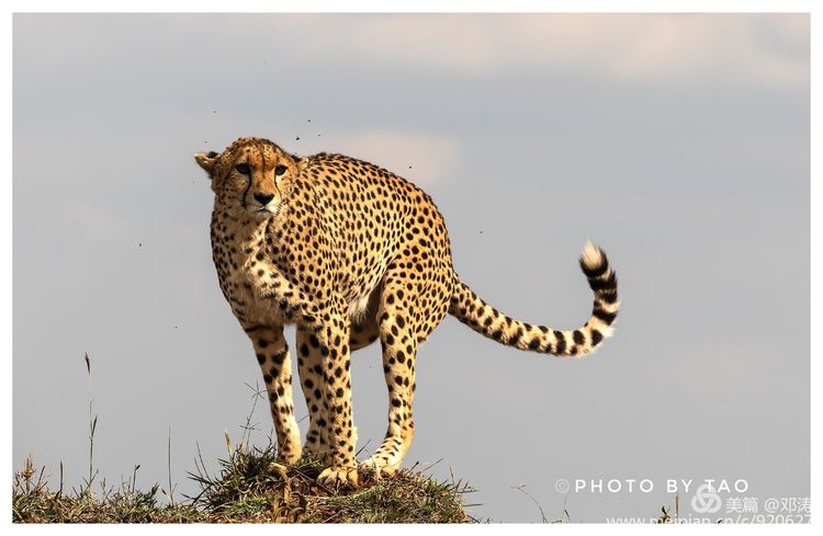 摄影师邓涛带您看肯尼亚系列一非洲猎豹