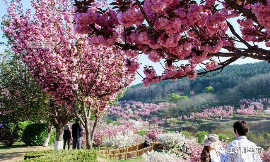 岳阳县樱花园