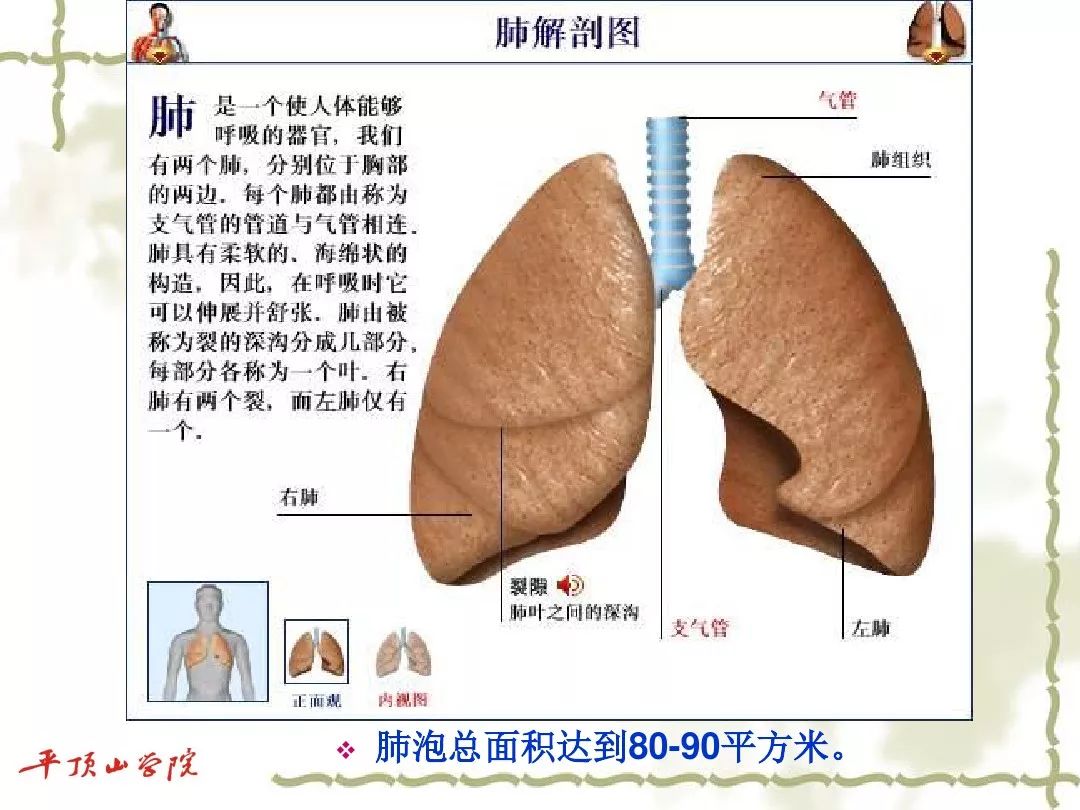 人体结构图解