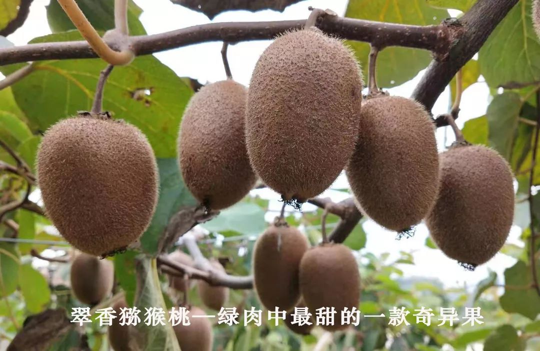 千亩猕猴桃成熟!首届采摘文化节好多福利免费