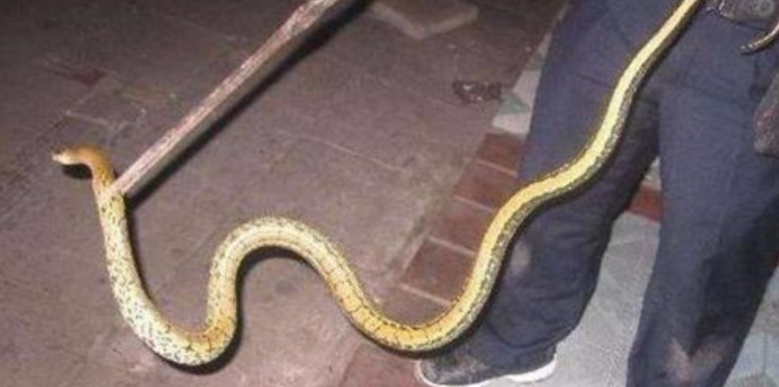 成语农什么蛇_成语故事图片