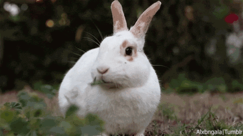 55ed78d4d344447a9532a5a68f109ce9.gif
