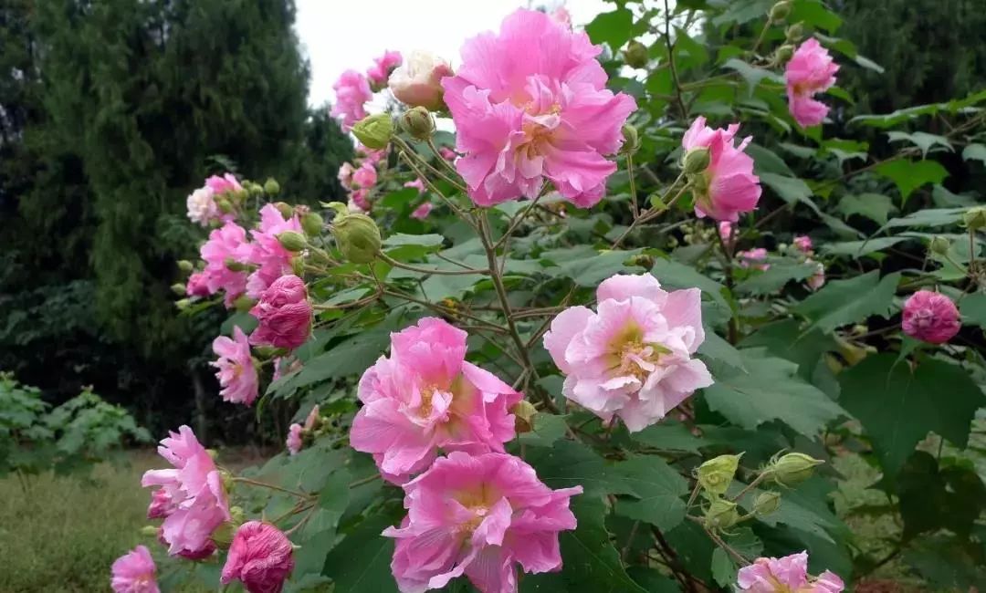 在成都邂逅芙蓉花