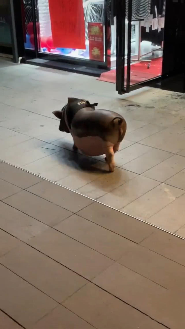 女子出门逛街,中途看到有头猪也在逛街,女子:猪也能当