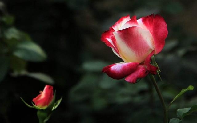 61afd8dfd43c4c3b841bb746c5ea3b5c.jpeg