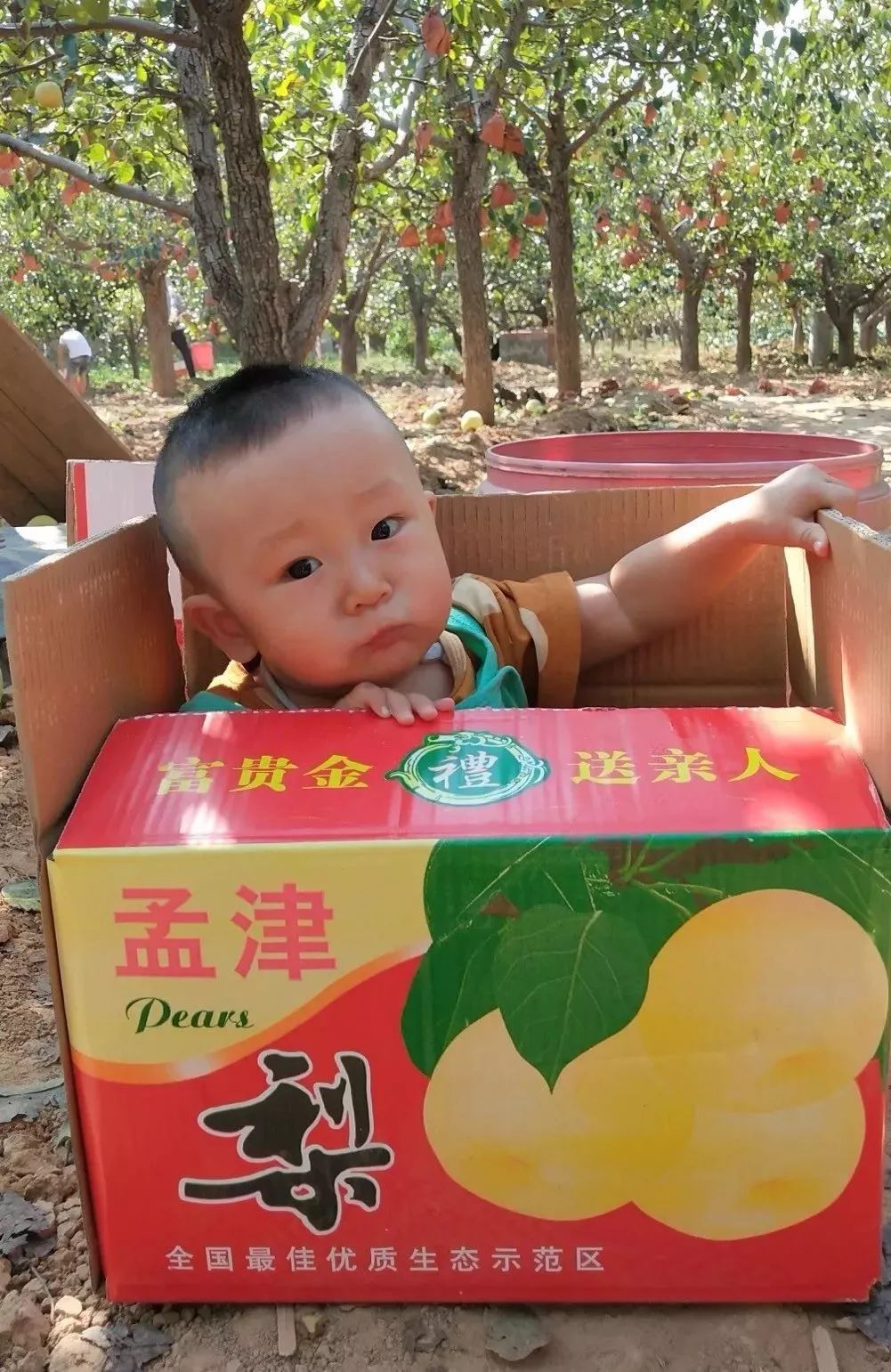 孟津梨采摘节明日开幕!您的邀请函已送达,丰富活动等你来