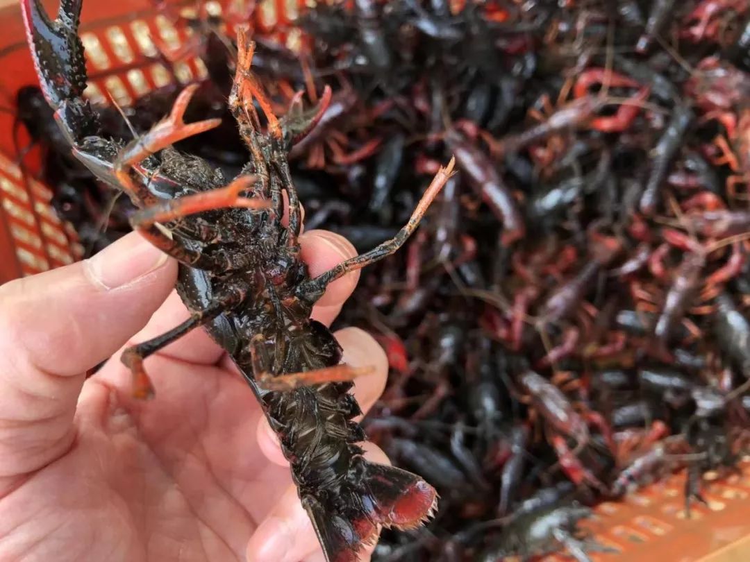 跟大家说一个关于小龙虾的秘密有图为证江城潮爸日常午餐记录2019年9