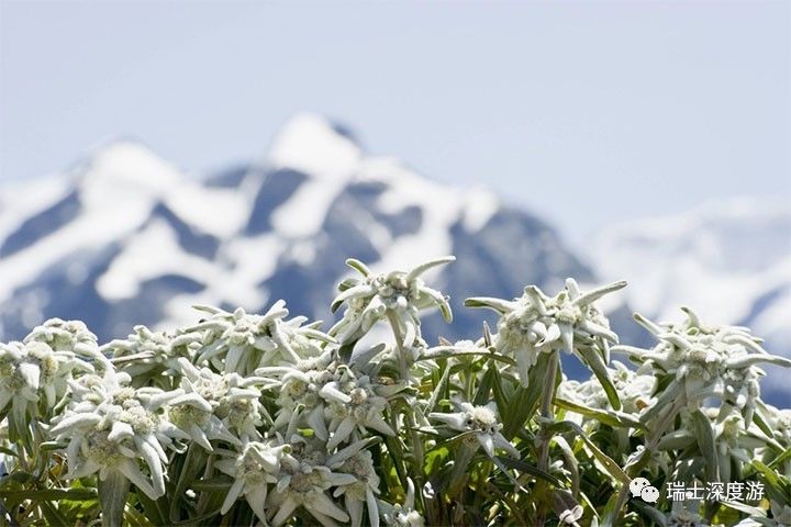 雪一般的瑞士国花
