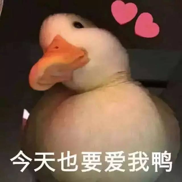 天价思聪鸭 连国民老公王思聪都在养的 柯尔鸭 风靡网络的表情包网红