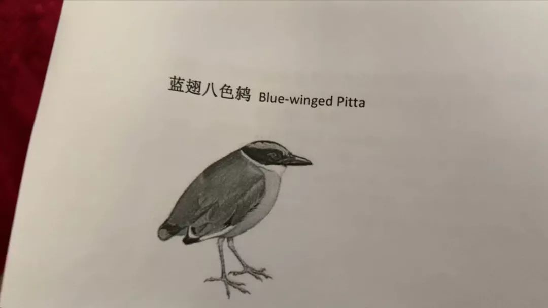 揭秘大自然的彩色宝藏：八色鸫科