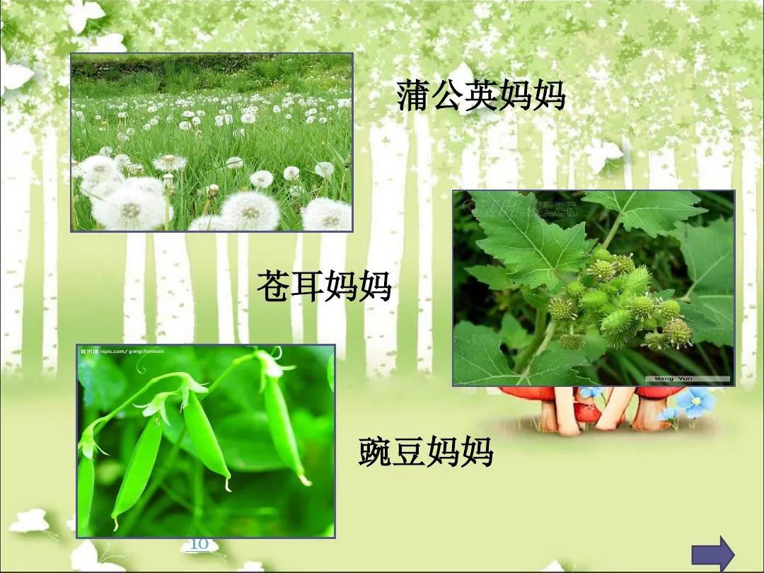 部编版二年级语文上册第3课植物妈妈有办法图文讲解