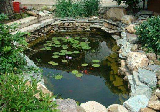 那么饲养锦鲤首先就要注意鱼池的建造,我们看到很多人有自己的院子