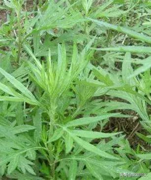 秋季花粉过敏原,如蒿草,葎草,藜科,大豚草等花粉飘散时间较长,在北方