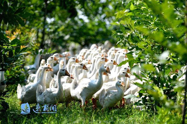 "林下养鹅"生态循环农业助力农民致富