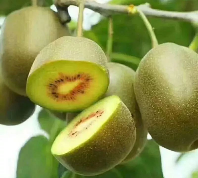 千亩猕猴桃成熟!首届采摘文化节好多福利免费